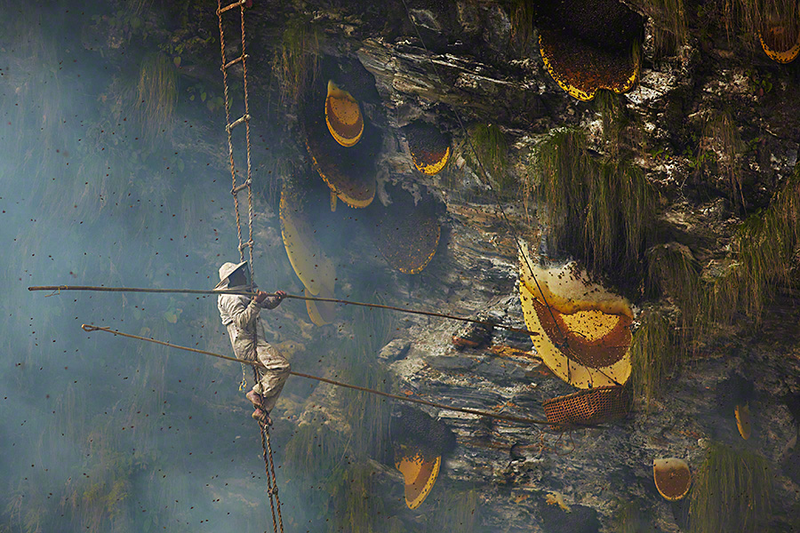 Illustration for article titled Stunning photos show the ancient tradition of honey hunting in Nepal